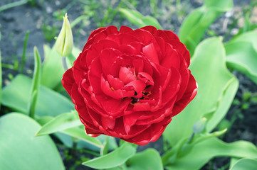 Red color double Dutch early tulip. Flowering tulip