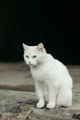 Fototapeta na wymiar White street cat with green eyes on a black background.