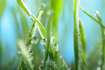 Water drops on green grass against the sky