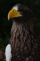 Cabeza de águila