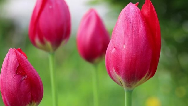 Pink tulips flowers moving on wind