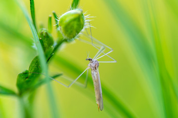 Tipulidae in grass