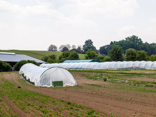 Gemüseanbau