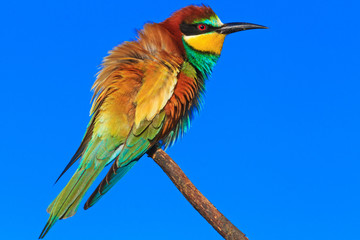 Rainbow exotic bird sitting on a branch