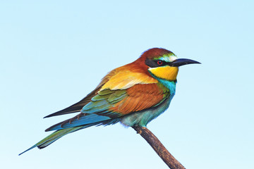 colored exotic bird sleeps on a branch