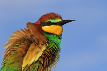 Obraz premium play of color in the feathers of exotic birds