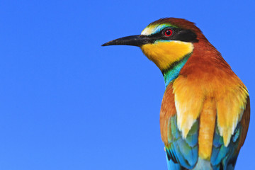 colorful bird on a background of blue sky