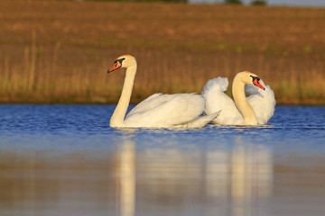 big white birds on a blue lake