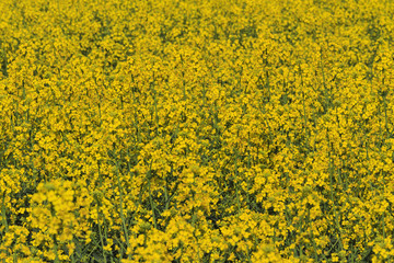 alternative fuel that farmers grow rape