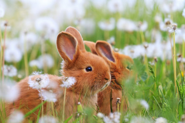 fluffy red rabbits among fluffy dandelion flowers