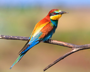 colored exotic bird sitting on a dry branch