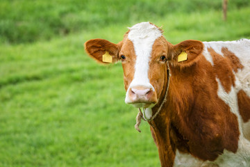 Allgäuer Kuh auf der Weide