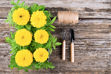 Seedlings of marigold flowers on a wooden background 
