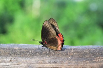 Mariposa