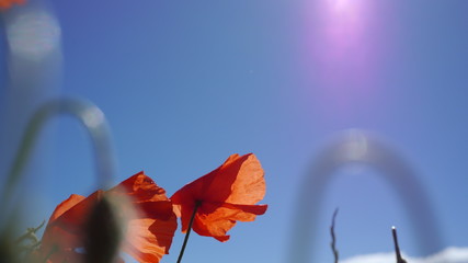 Moonblume