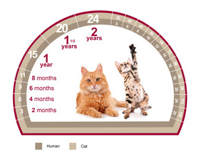Pet age concept. Comparison chart of cat and human years on white background