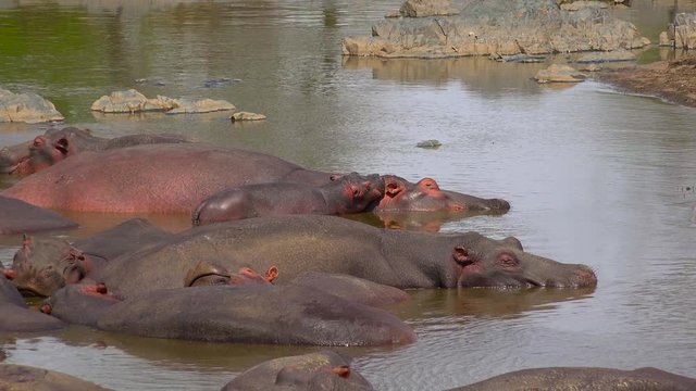 Гиппопотамы в пересыхающей реке. Танзания. Путешествие по африканской саванне.