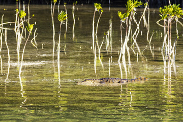 American crocodile