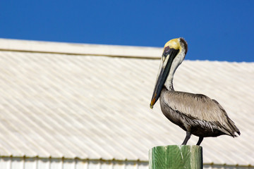pelican bird