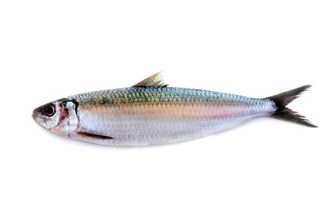 herring fish isolated on white background
