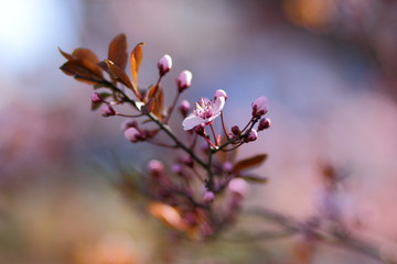 Blooming trees