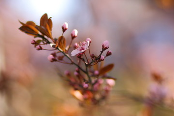 Blooming trees