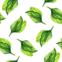 Hand drawn watercolor botanical illustration of the plantain plant. Drawing isolated on the white background. Medical herbs illustration, herbarium seamless pattern © Natali_Mias