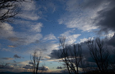 Obraz premium A flock of birds beneath a blue sky with white clouds, around sunset time, with trees silhouettes all around