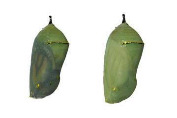 Obraz premium Two monarch butterfly chrysalises with one day difference in development, the left one nearly ready for eclosion as wings are showing through the shell