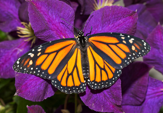 Dorsal view of a female Monarch butterfly on a deep purple Clematis flower