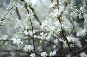 White blossom on a tree