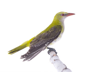 Young Eurasian Golden Oriole (Oriolus oriolus)