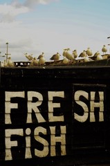 Fresh fish sign with seagulls