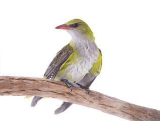 Young Eurasian Golden Oriole (Oriolus oriolus)