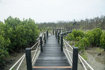 Mangrove forest walkway