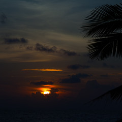 Beautiful sunset with palm