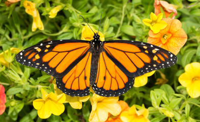 Top view of a male Monarch butterfly on bright yellow Calibrachoa