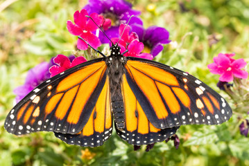 Male Monarch butterfly resting on a magenta Verbena flower, dorsal view