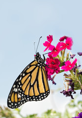 Monarch butterfly resting on magenta flowers, with light blue sky on background - with copy space on top