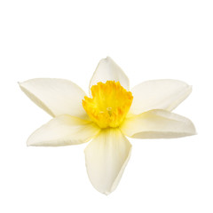 Fototapeta na wymiar Narcissus flower photographed close-up, isolated on white background.