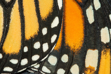 Close-up van Monarch vlindervleugels