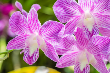 Beautiful purple orchids, Dendrobium.