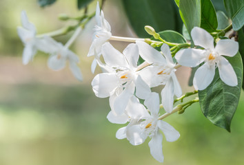 Obraz premium White flowers, Wrightia antidysenterica, Coral swirl.