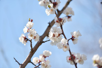 Blooming white cherry branches against blue sky at springtime, selective focus. Flowering season.     