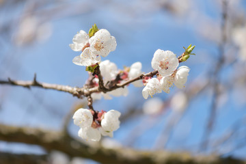 Blooming white cherry branches against blue sky at springtime, selective focus. Flowering season.     