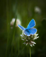 Naklejka premium Argus bleu