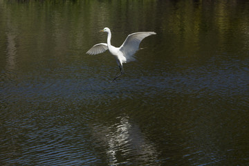 Great egret flying over water at a rookery in Florida.
