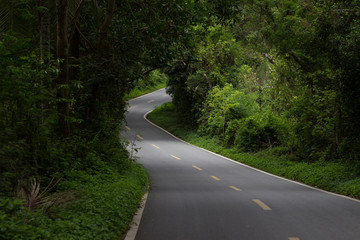 An asphalted winding road in a dense tropical forest with gleams through the trees through which sunlight penetrates