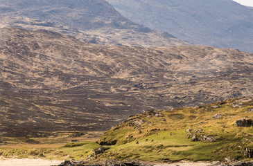 Scotland - Isle of Rum - Red Deer