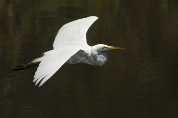 Great egret flying over water at a rookery in Florida.